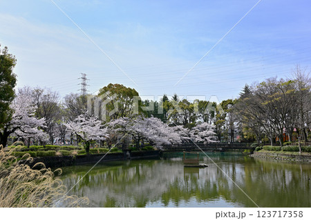 鹿沼公園の桜 123717358