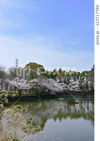 鹿沼公園の桜 123717360