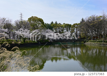 鹿沼公園の桜 123717363