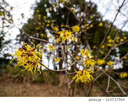 晩冬に開花し春の訪れを告げるマンサクの花 晩冬に開花し春の訪れを告げるマンサクの花 123717364