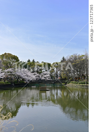 鹿沼公園の桜 123717365