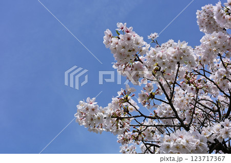 鹿沼公園の桜 123717367