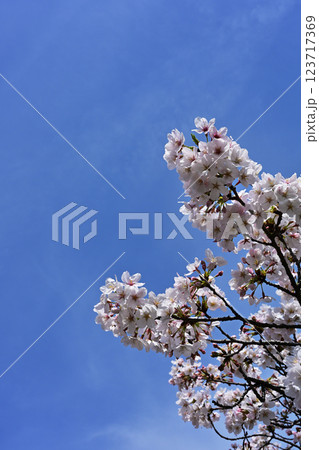 鹿沼公園の桜 123717369