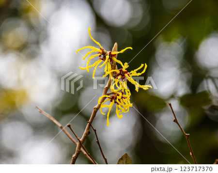 晩冬に開花し春の訪れを告げるマンサクの花 123717370