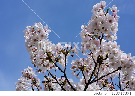 鹿沼公園の桜 123717371