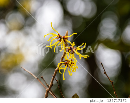 晩冬に開花し春の訪れを告げるマンサクの花 123717372