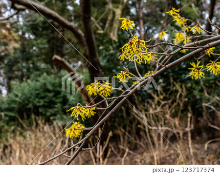 晩冬に開花し春の訪れを告げるマンサクの花 123717374