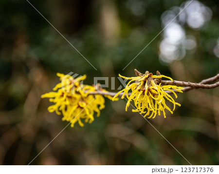 晩冬に開花し春の訪れを告げるマンサクの花 123717376