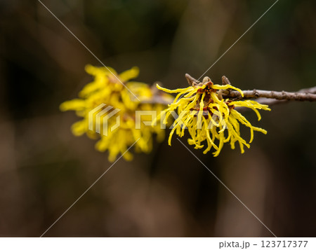 晩冬に開花し春の訪れを告げるマンサクの花 123717377