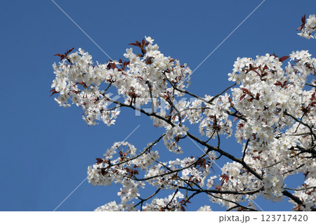 満開の桜と青空、白いサクラ、さくらと青空 123717420