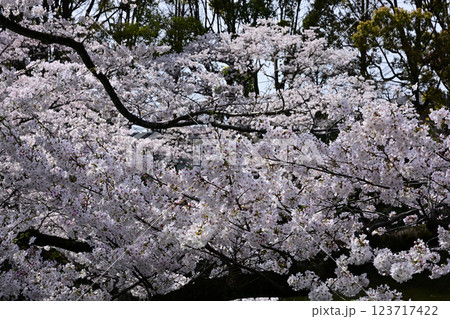 鹿沼公園の桜 123717422