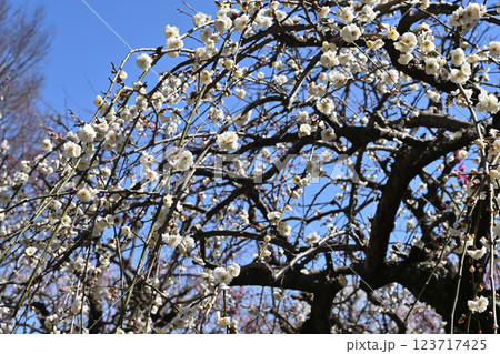 青竜枝垂れ 123717425