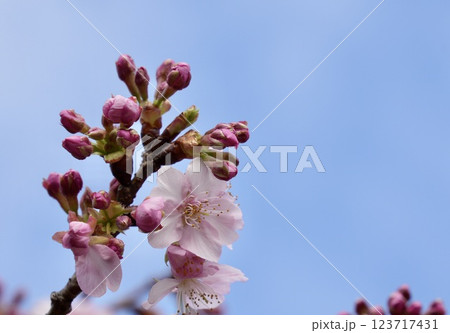 青空を背景に咲く河津桜　蕾 123717431