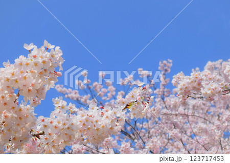 満開の桜と青空、サクラの背景、ソメイヨシノ 満開の桜と青空、サクラの背景、ソメイヨシノ 123717453