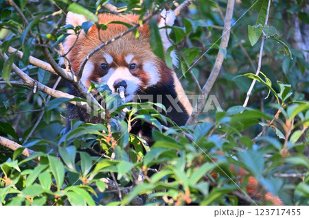 木陰から顔を出すレッサーパンダ 木陰から顔を出すレッサーパンダ 123717455