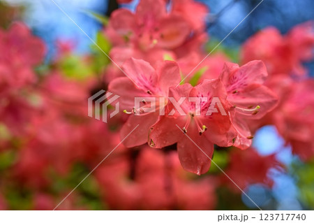 赤い花 赤い花 123717740