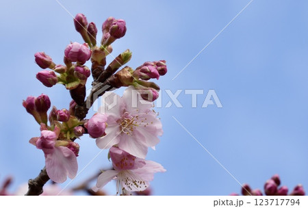 青空を背景に咲く河津桜 蕾 青空を背景に咲く河津桜 蕾 123717794