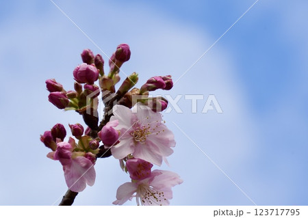 青空を背景に咲く河津桜 蕾 青空を背景に咲く河津桜 蕾 123717795