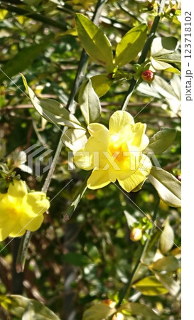 黄色い花(オウバイモドキ) 黄色い花(オウバイモドキ) 123718102