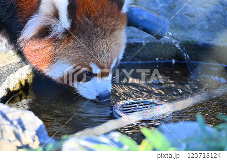水を飲むレッサーパンダ　 123718124