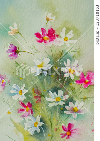 コスモス　水彩画　 123718163