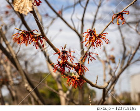 晩冬に咲き始めたアカバナマンサクの花 123718165