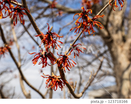 晩冬に咲き始めたアカバナマンサクの花 123718166