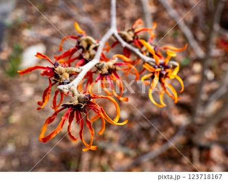 晩冬に咲き始めたアカバナマンサクの花 123718167