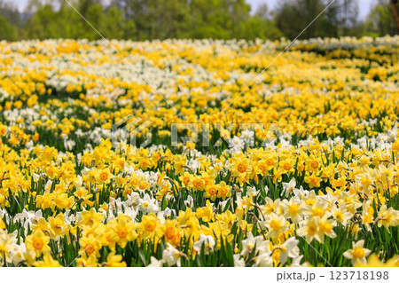 北海道洞爺湖町、およそ20万本のスイセンが花を咲かせるスイセンの丘【5月】 北海道洞爺湖町、およそ20万本のスイセンが花を咲かせるスイセンの丘【5月】 123718198
