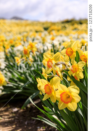 北海道洞爺湖町、およそ20万本のスイセンが花を咲かせるスイセンの丘【5月】 123718200