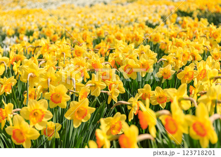 北海道洞爺湖町、およそ20万本のスイセンが花を咲かせるスイセンの丘【5月】 北海道洞爺湖町、およそ20万本のスイセンが花を咲かせるスイセンの丘【5月】 123718201