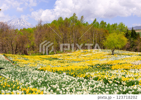 北海道洞爺湖町、およそ20万本のスイセンが花を咲かせるスイセンの丘と羊蹄山【5月】 123718202