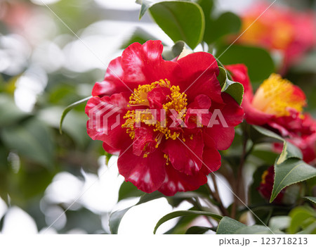 碁石海岸世界のつばきまつり 123718213