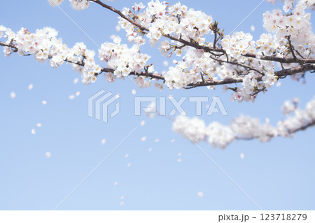 Cherry blossoms blowing in the wind and the sky Cherry blossoms blowing in the wind and the sky 123718279