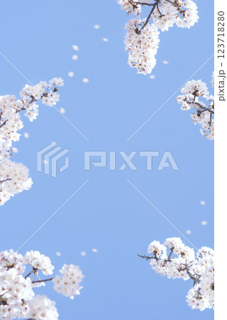 Cherry blossoms blowing in the wind and the sky Cherry blossoms blowing in the wind and the sky 123718280