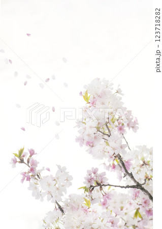 Cherry blossoms blowing in the wind and the sky Cherry blossoms blowing in the wind and the sky 123718282