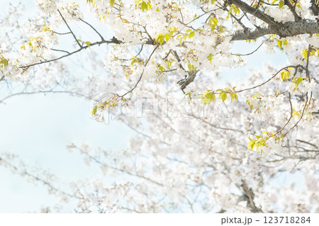 Cherry blossoms blowing in the wind and the sky Cherry blossoms blowing in the wind and the sky 123718284