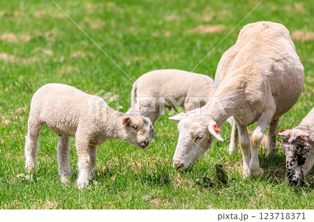 北海道占冠村、草を食べる羊の親子【5月】 123718371