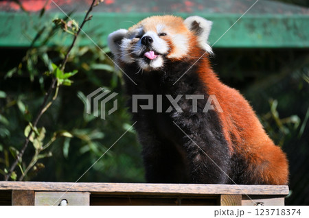 可愛いレッサーパンダのアップ 123718374