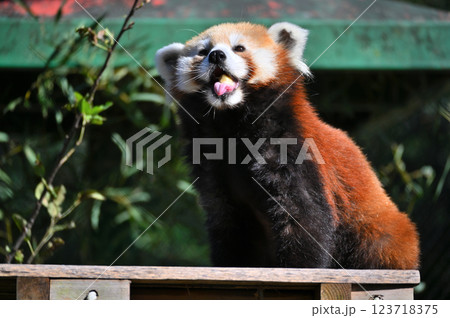 可愛いレッサーパンダのアップ 123718375