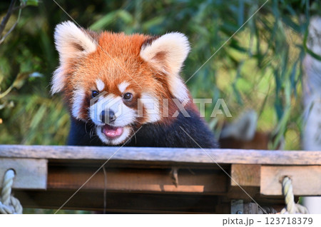 可愛いレッサーパンダのアップ 123718379