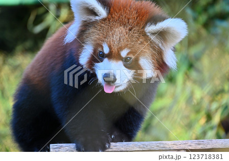 可愛いレッサーパンダのアップ 123718381