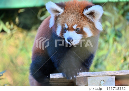 可愛いレッサーパンダのアップ 123718382