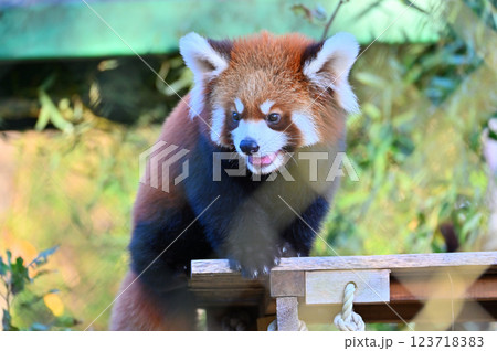 可愛いレッサーパンダのアップ 123718383