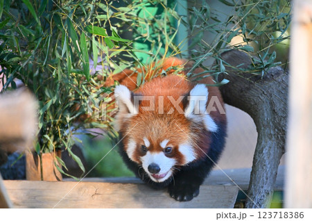 可愛いレッサーパンダのアップ 123718386