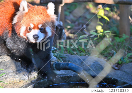 可愛いレッサーパンダのアップ 123718389