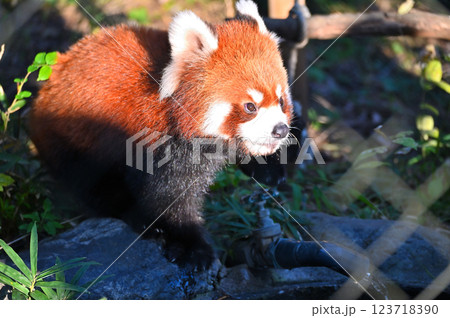 可愛いレッサーパンダのアップ 123718390