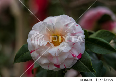 碁石海岸世界のつばきまつり 碁石海岸世界のつばきまつり 123718409