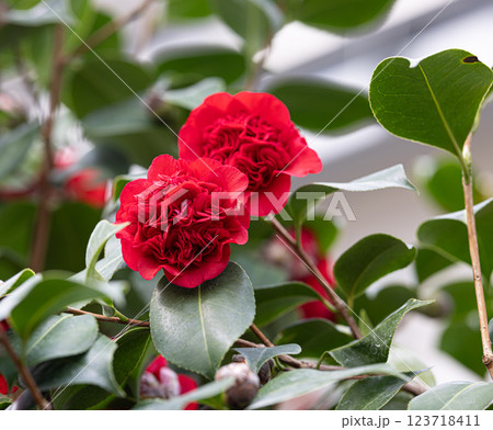 碁石海岸世界のつばきまつり 123718411