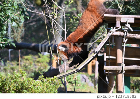 レッサーパンダ　 123718582